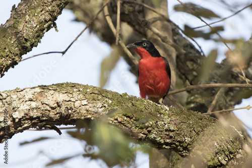 Black-headed Gonolek that sits on a thick branch of a tree in an African bush photo