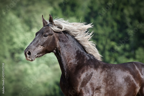 Portrait of a beautiful horse with a mane fluttering in the wind on a nature background © Svetlana