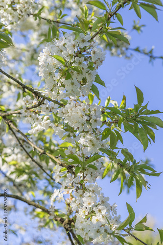 Flowers of the cherry blossoms on a spring blue sky day