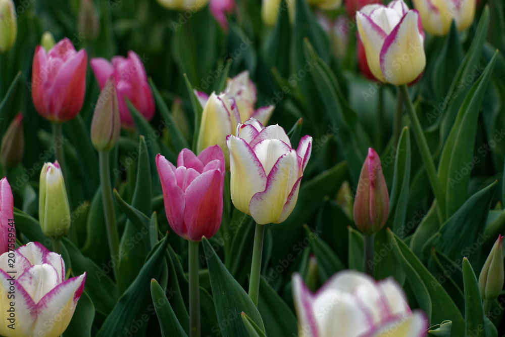 beautiful Tulips 