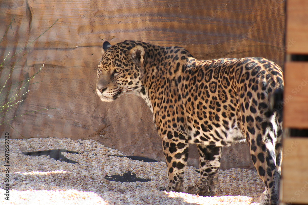 Naklejka premium cheetah 