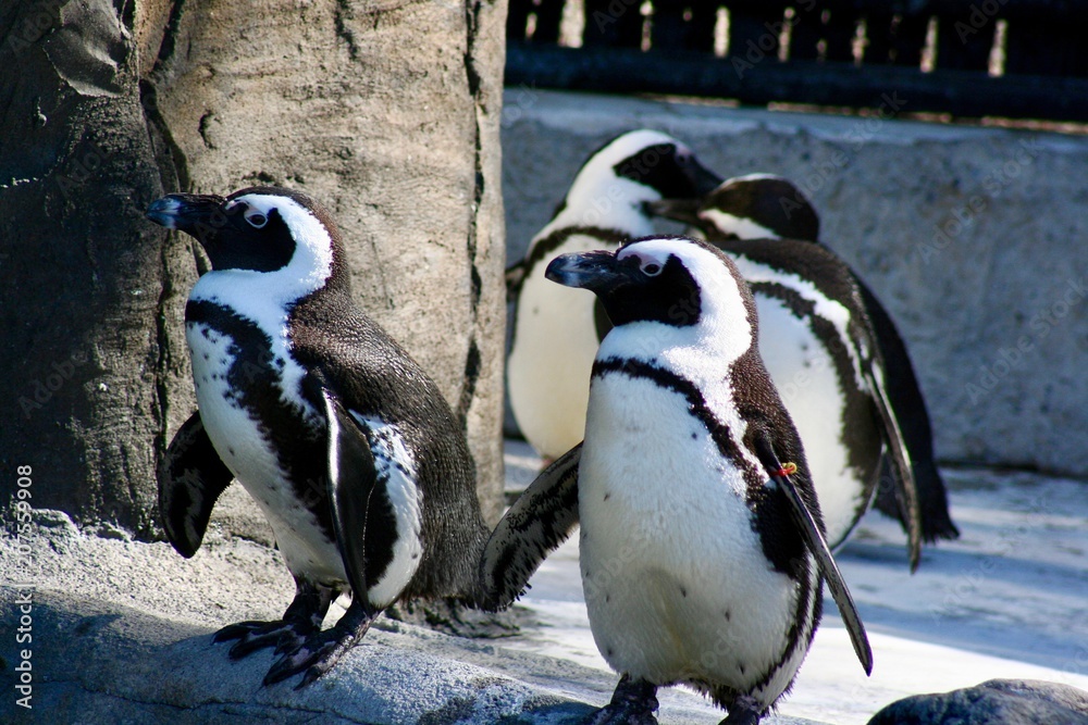 Naklejka premium penguins