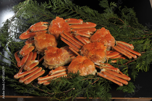 マツバガニ　イメージ