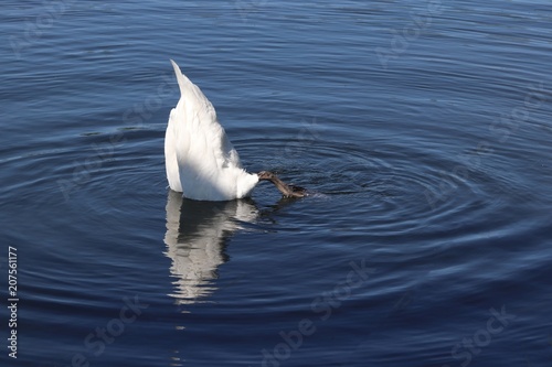 Upside down swan in water © mcKensa