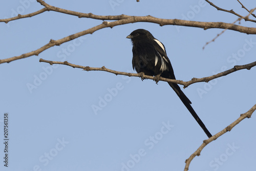 Magpie-Shrike that sits on a dry tree branch in the African savanna