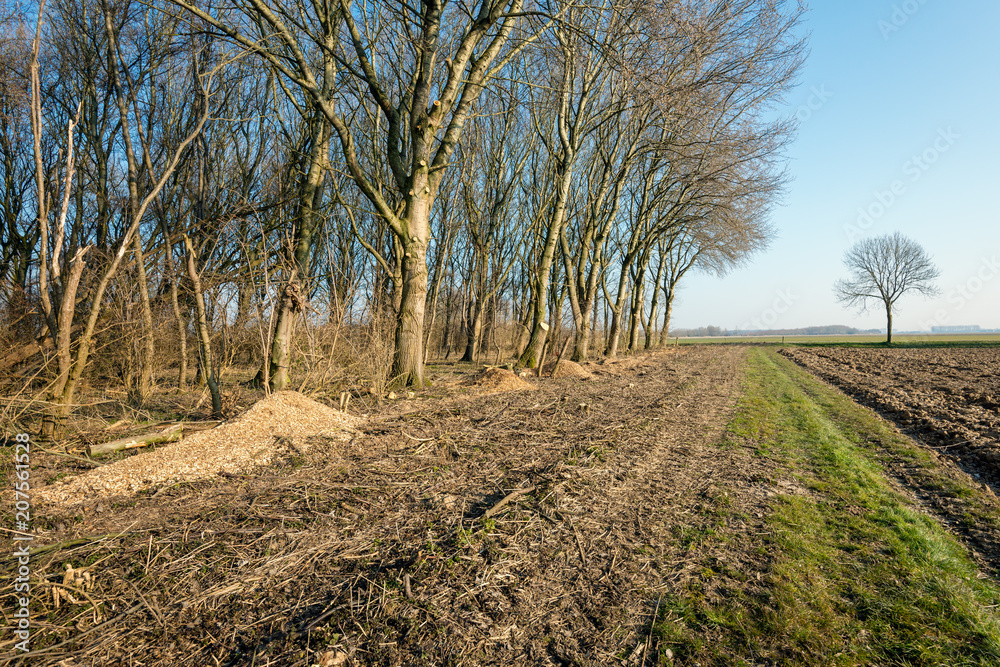 Obraz premium Sand path along a forest with bare recently pruned trees