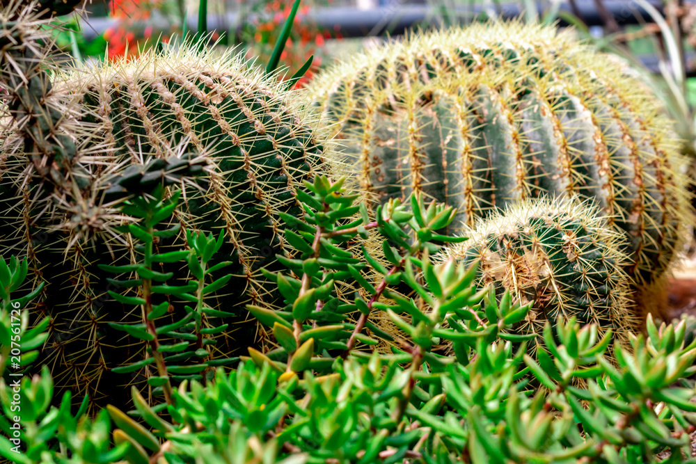 cactus. Echinocactus grusonii Hildm. Close-up of a cactus. cactus. Echinocactus grusonii Hildm. Close-up of a cactus.