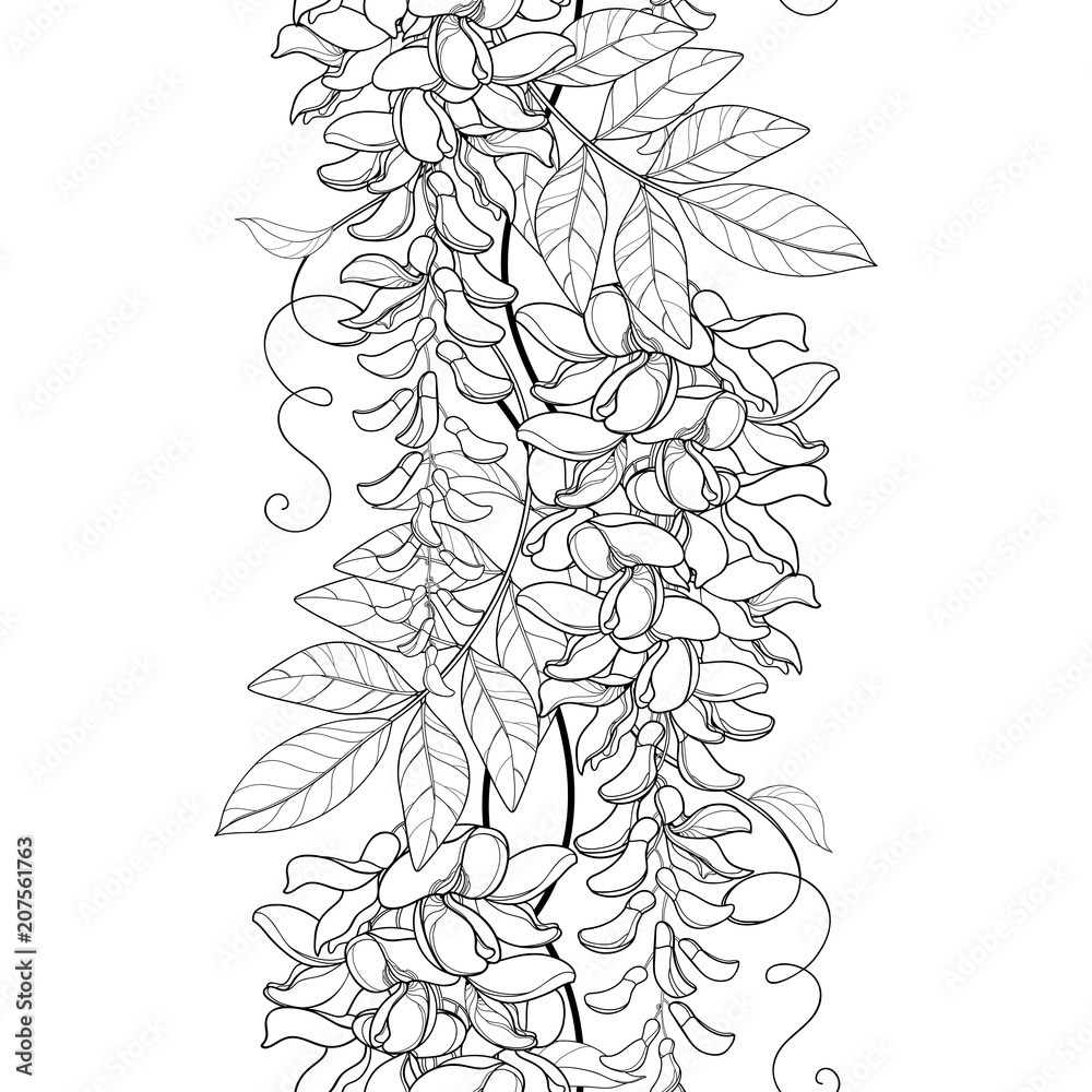 Vector seamless pattern with outline Wisteria or Wistaria flower bunch, bud and leaf in black on