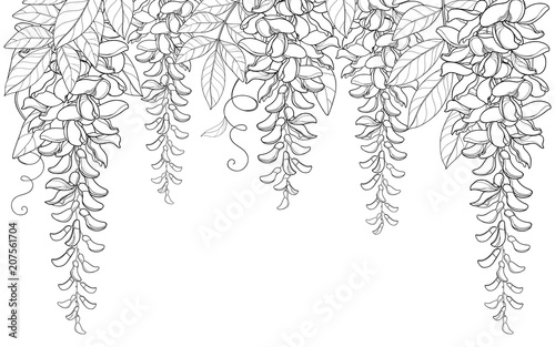 Vector arch or tunnel of outline Wisteria or Wistaria flower bunch, bud and leaf in black isolated on white background. Blossom climbing plant Wisteria in contour for spring design or coloring book. photo