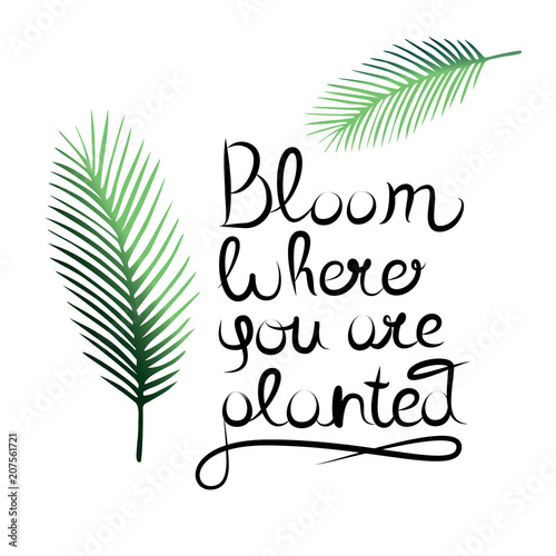 Typography motivational quote - Bloom where you are planted. Hand drawn lettering.