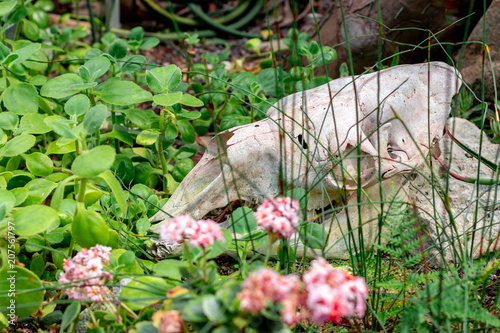 skull of a wild animal in the grass photo