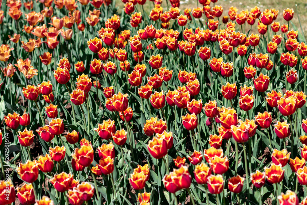 multi-colored tulips Red Yellow