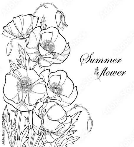 Vector corner bouquet with outline Poppy flower, bud and leaves in black isolated on white background. Ornate poppies in contour style for summer design and coloring book. Symbol of Remembrance Day.