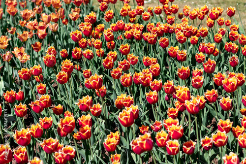 multi-colored tulips Red Yellow
