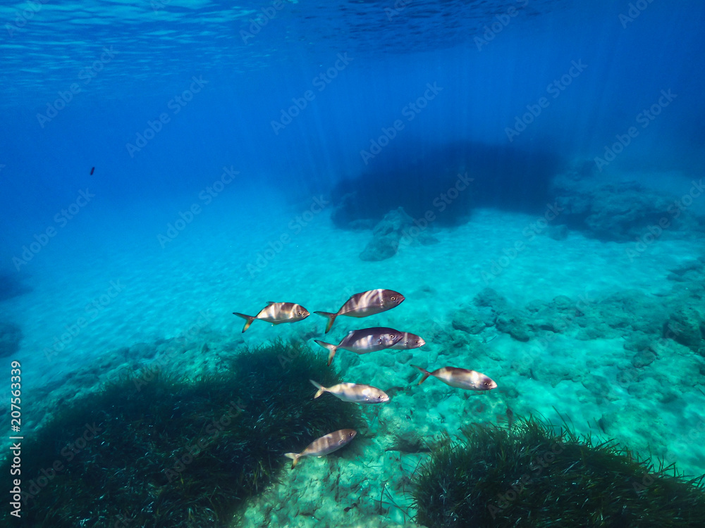 Fototapeta premium My Under Water World