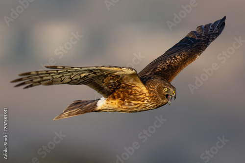 Extremely close view of a hen harrier in beautiful light , seen in the wild near the San Francisco Bay photo