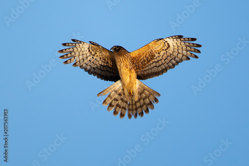 Extremely close view of a hen harrier in beautiful light , seen in the wild near the San Francisco Bay