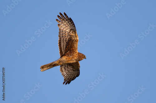 Extremely close view of a hen harrier in beautiful light , seen in the wild near the San Francisco Bay