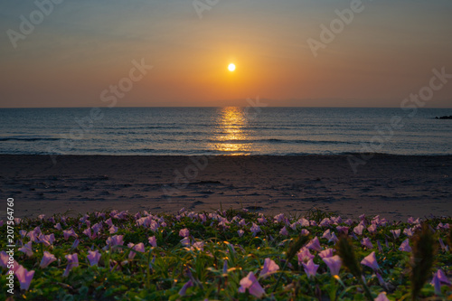 ハマヒルガオと夕日