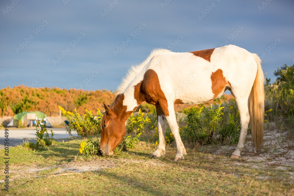 A wild pony grazing among the campsites at Assateague Island National Seashore, Maryland A wild pony grazing among the campsites at Assateague Island National Seashore, Maryland