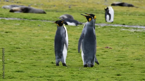 King Penguins at South Georgia photo