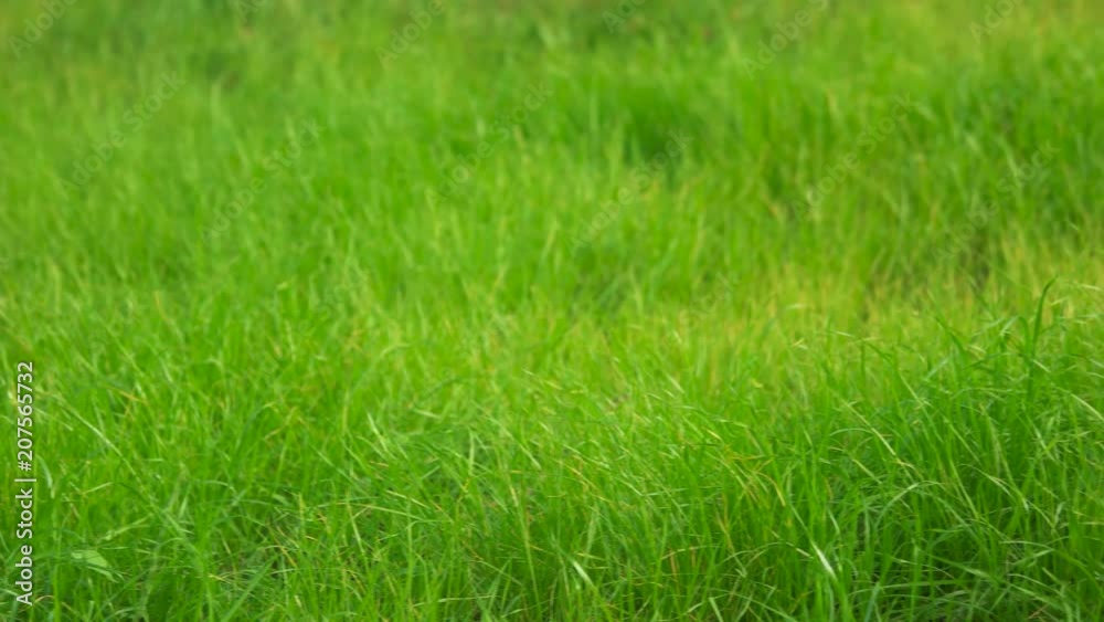 Close up of grass. Beautiful green grass background. Close up of grass. Beautiful green grass background.