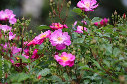 美しいバラの花/安曇野の地に咲くバラたち