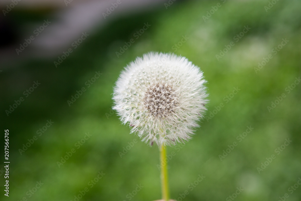 Dandelion with green Background Dandelion with green Background