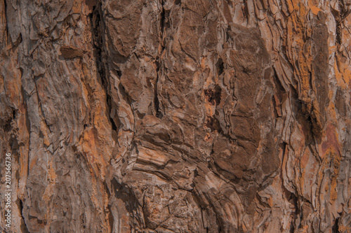 Texture of the bark of the old pine