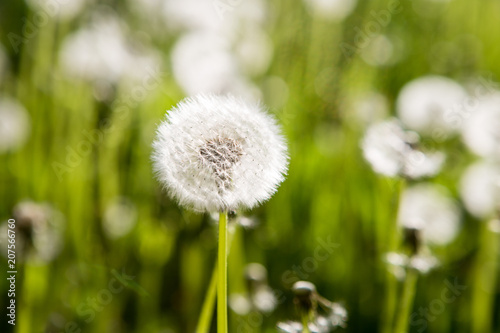 Dandelion on Field in Sunshine © Svetlana