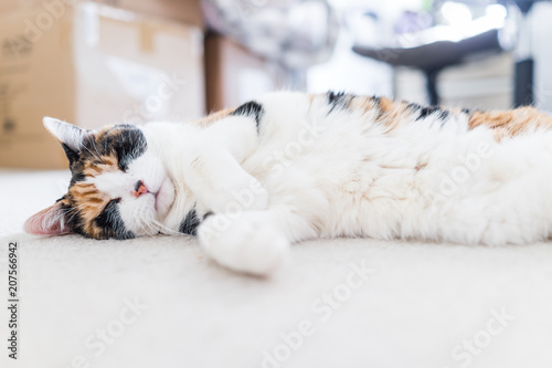 Closeup of peaceful happy calico short hair cat with white stomach sleeping ground surface carpet level lying down on side in bedroom living room inside indoor house, clean fur
