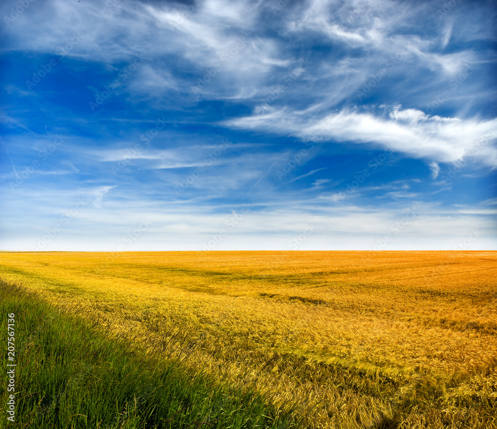 Wheat field against a blue sky Wheat field against a blue sky