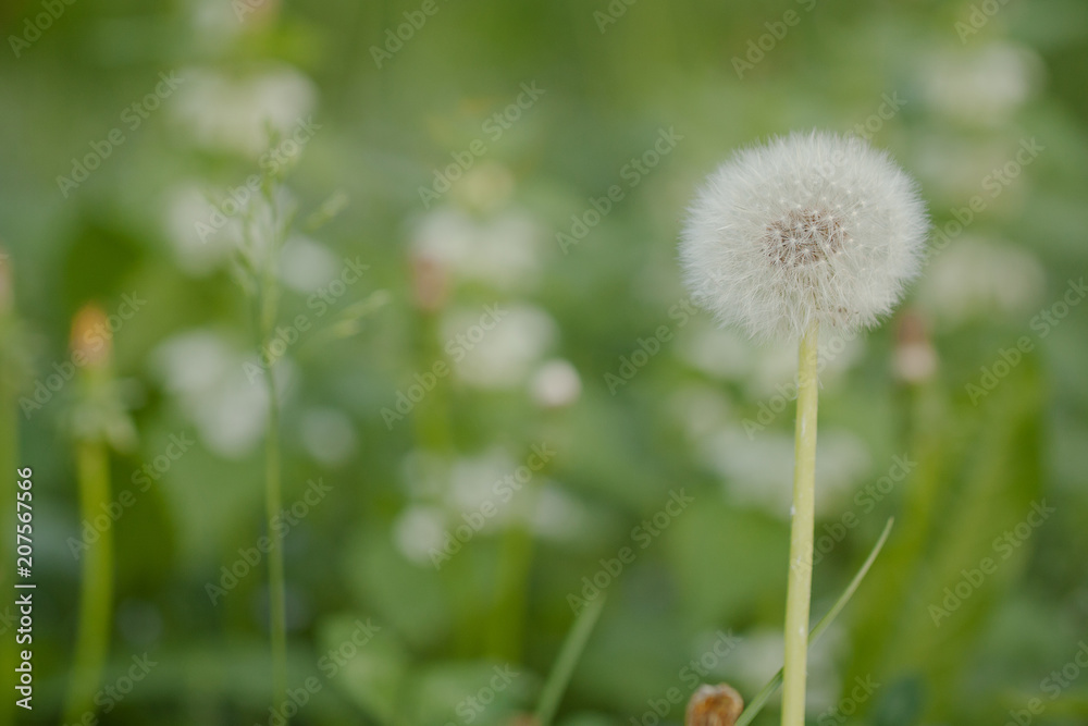 funny faded dandelion flower growing in a summer field or on a meadow funny faded dandelion flower growing in a summer field or on a meadow