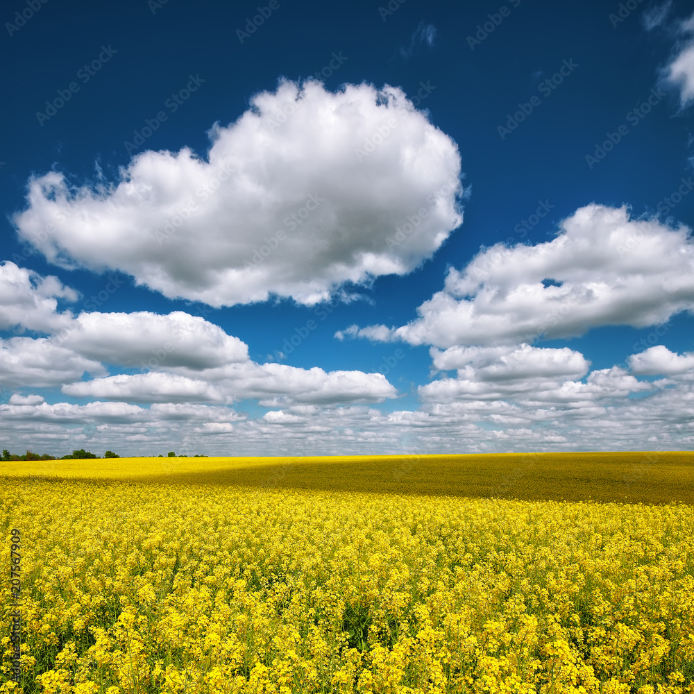 Obraz premium Flowering field of colza outdoors in spring