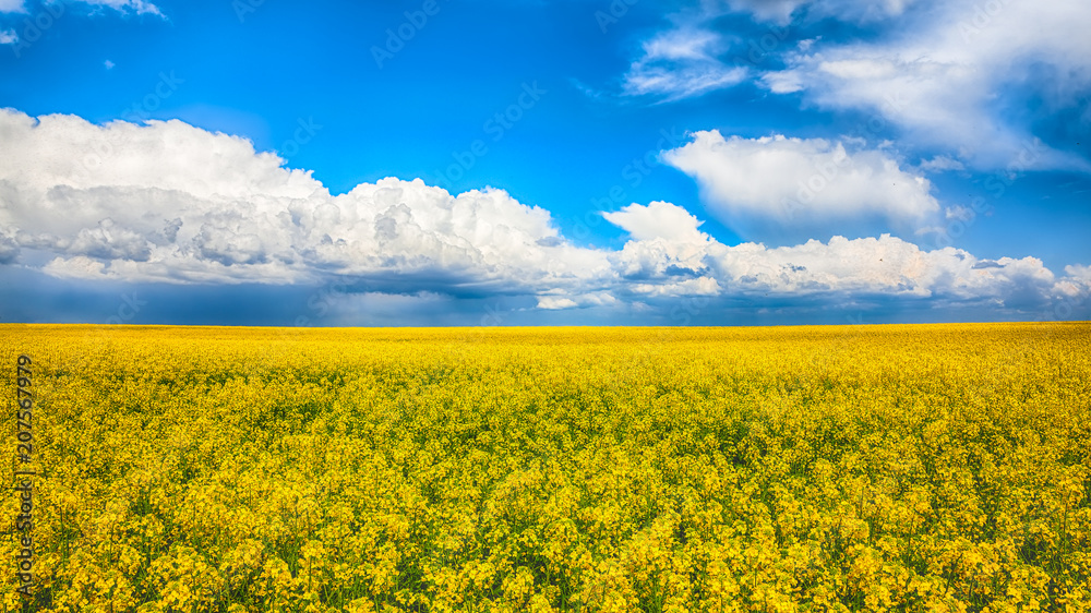 Flowering field of colza outdoors in spring