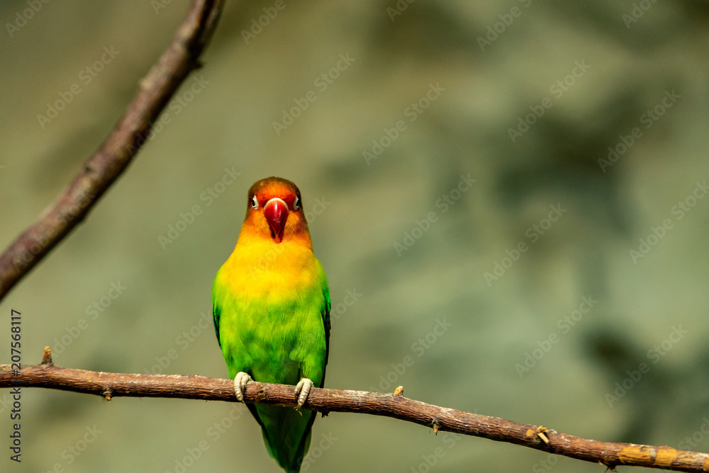 Nyasa Lovebird sitting on a branch and looking to you