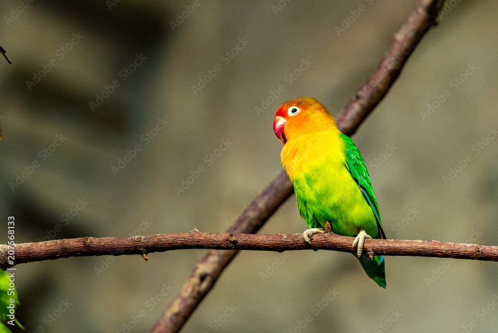 Nyasa Lovebird sitting on a branch and looking to the site Nyasa Lovebird sitting on a branch and looking to the site