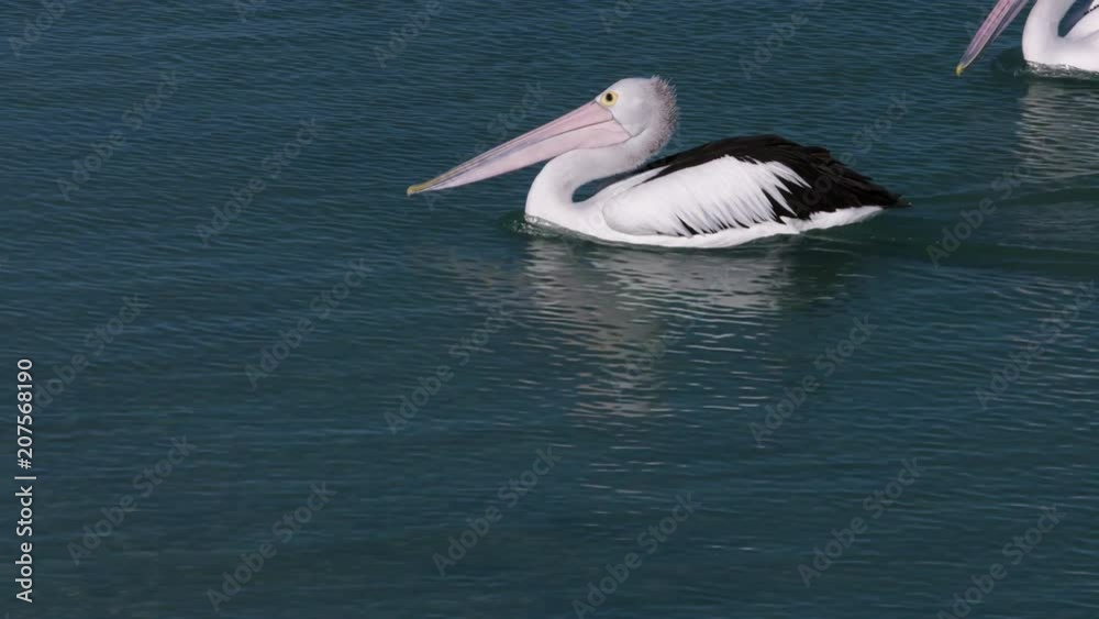 A medium shot of a pelican on ocean A medium shot of a pelican on ocean