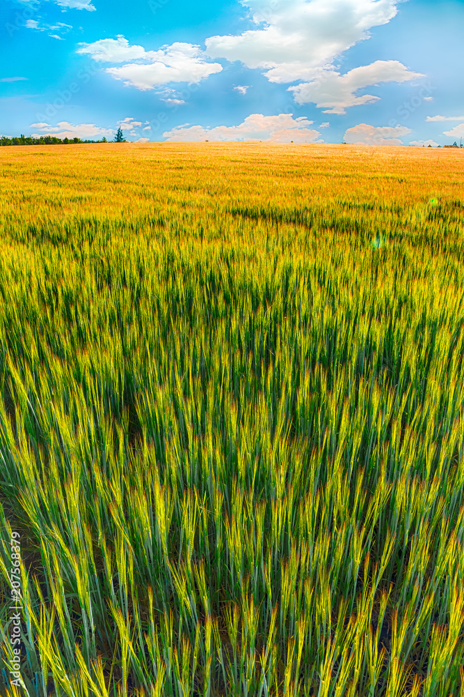 Summer background green wheat ears in sunlight