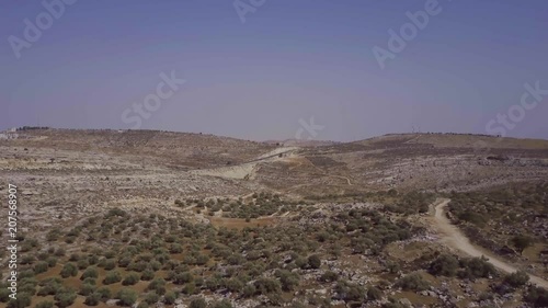Olive trees at judea and samaria