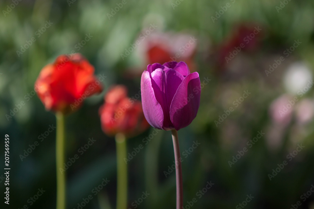 Beautiful colorful purple tulips flowers bloom in spring garden. Decorative wallpaper with violet tulip flower blossom in springtime