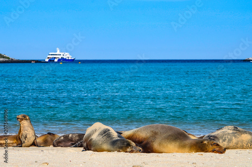 Canvas Print Galápagos sea lion (Zalophus wollebaeki), a species that exclusively breeds on the Galápagos Islands, on Isla Sante Fe