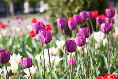 Beautiful colorful purple tulips flowers bloom in spring garden. Decorative wallpaper with violet tulip flower blossom in springtime