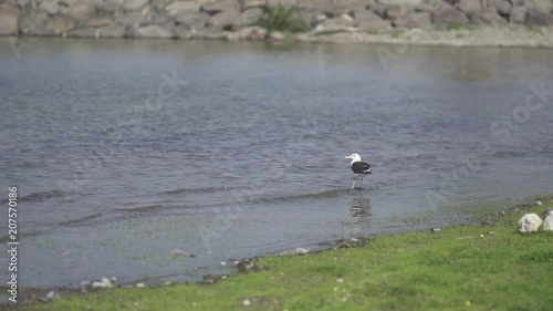 Seagull On A Seashore. Slow Motion