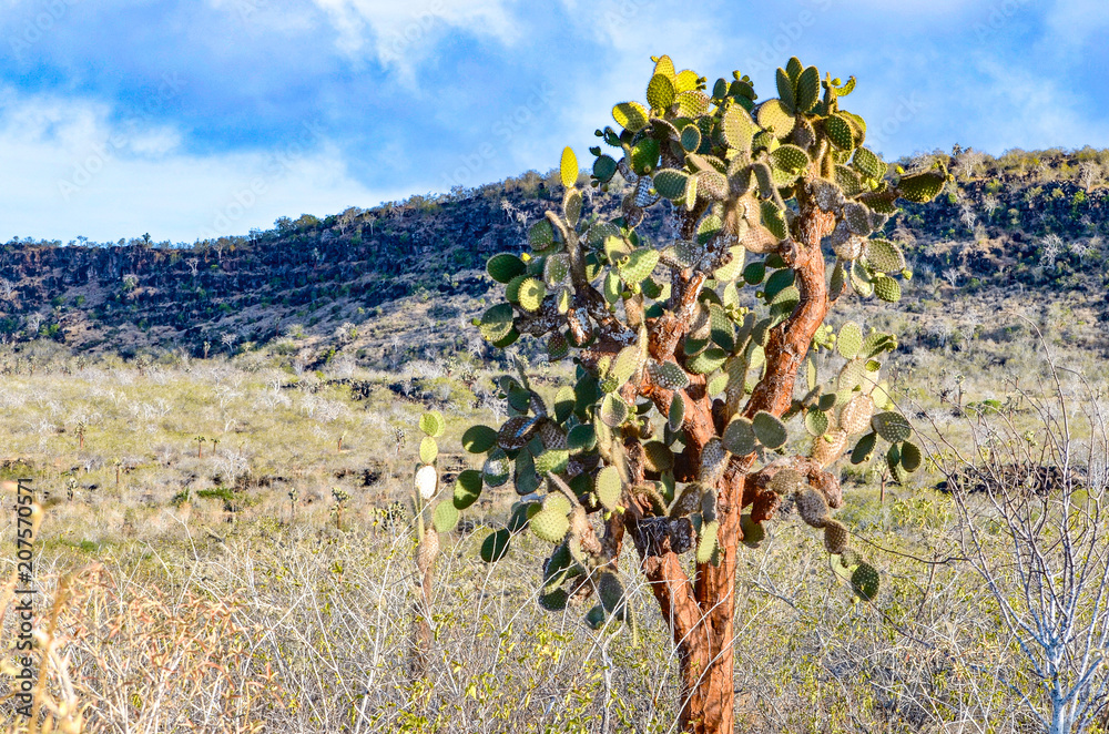 Opuntia echios, or Galapagos Prickly Pear tree, seen on Isla Santa Fe in the Galapagos Islands.