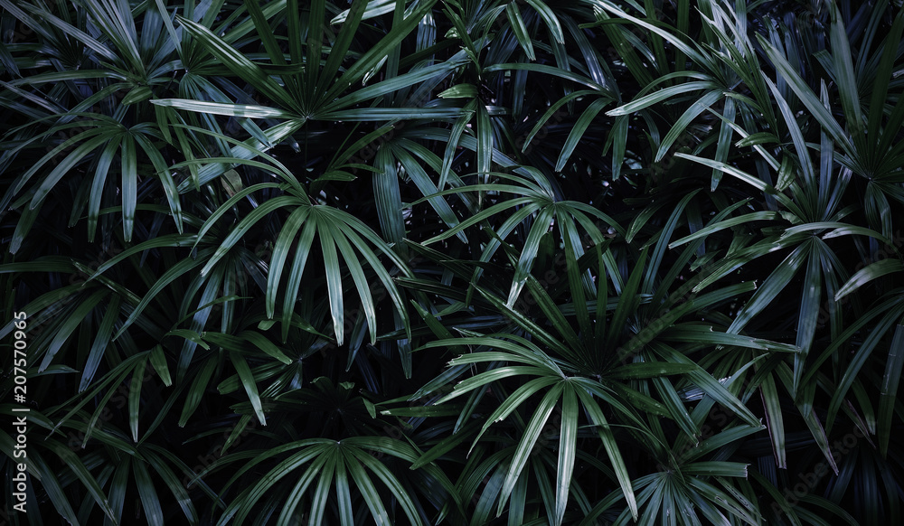 Rhapis excelsa or Lady palm in the garden tropical leaves background Rhapis excelsa or Lady palm in the garden tropical leaves background