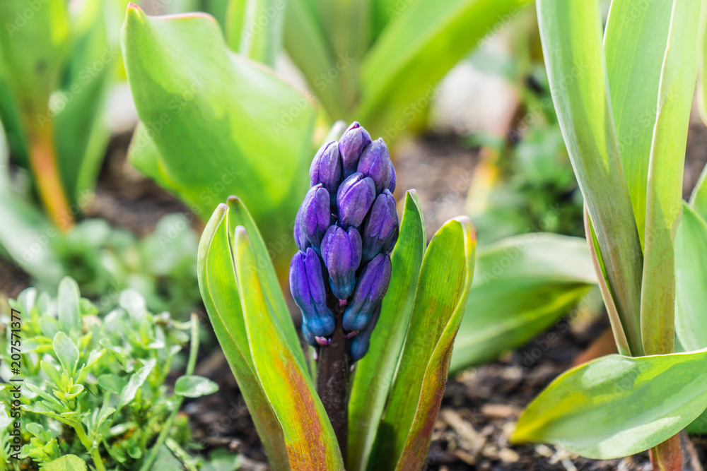 Fototapeta premium young violet hyacinth with light green leaves in spring