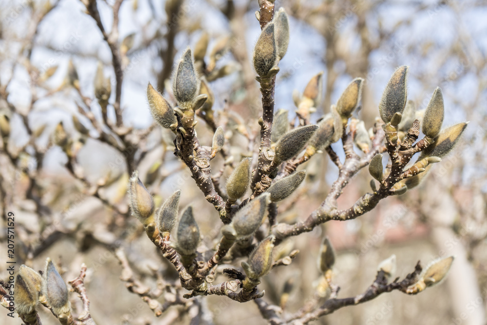 fluffy grey yellow buds of a cherry tree fluffy grey yellow buds of a cherry tree