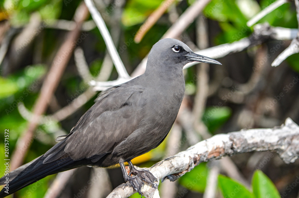 The Galápagos dove (Zenaida galapagoensis) is a species of bird in the Columbidae family. It is endemic to the Galápagos Islands The Galápagos dove (Zenaida galapagoensis) is a species of bird in the Columbidae family. It is endemic to the Galápagos Islands