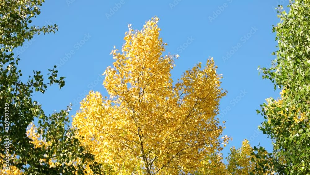 Yellow and green trees against blue sky background. Autumn tree with golden leaves. Yellow and green trees against blue sky background. Autumn tree with golden leaves.